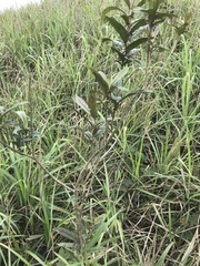 Callicarpa brevipes