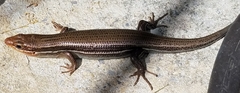 Plestiodon laticeps