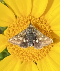 Heliothodes