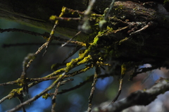 Chrysothrix granulosa