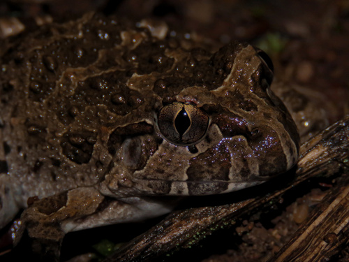 Rapids Frog