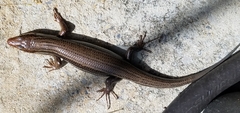 Plestiodon laticeps