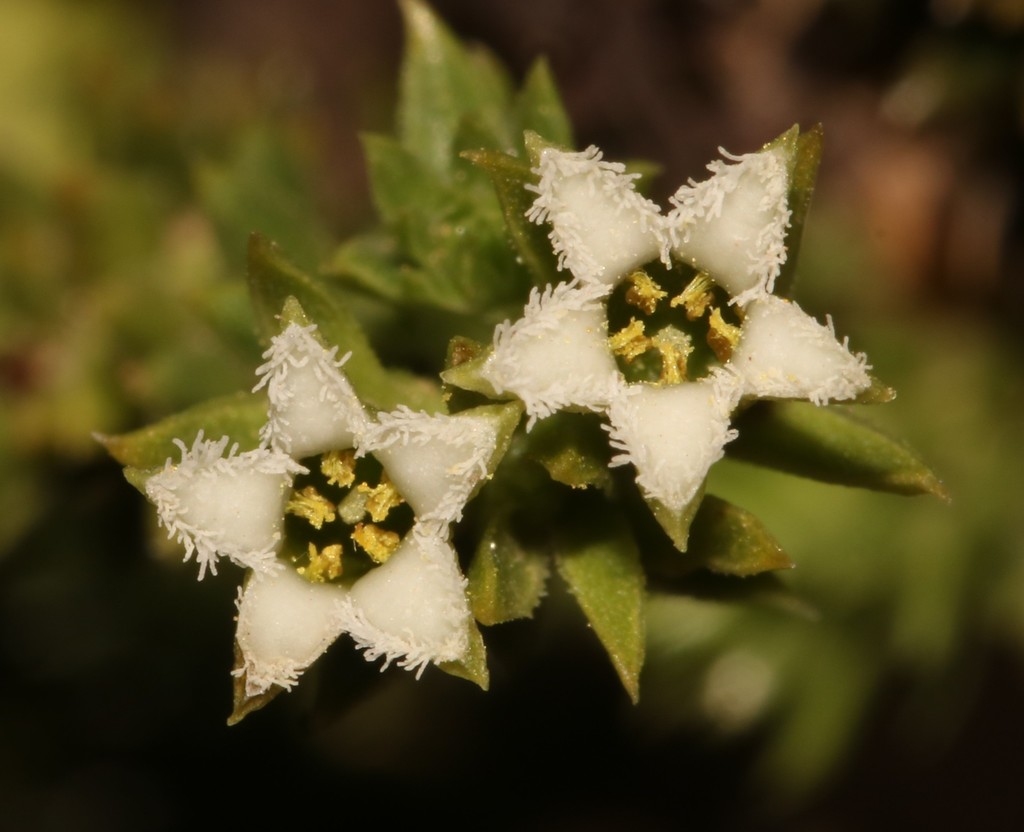 Thesium imbricatum