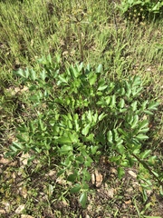Tauschia hartwegii