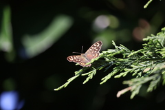 Pararge aegeria