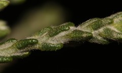 Amphithalea muraltioides