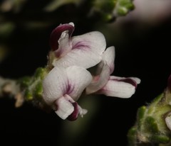 Amphithalea muraltioides