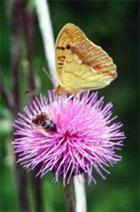 Argynnis laodice