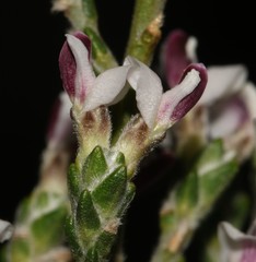 Amphithalea muraltioides