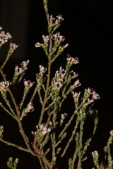 Amphithalea muraltioides