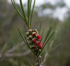 Melaleuca orophila