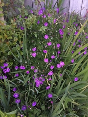 Dimorphotheca ecklonis