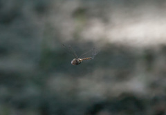 Epitheca petechialis