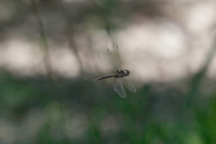 Epitheca petechialis