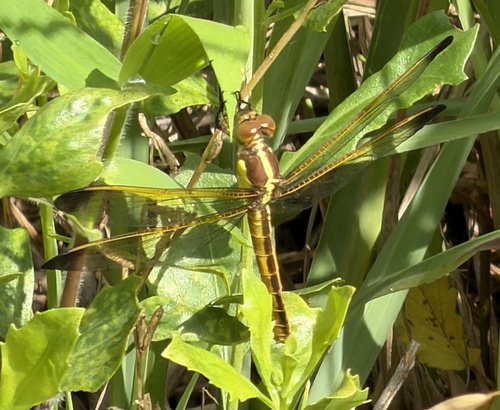 Yellow-sided Skimmer photo 6