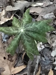 Podophyllum peltatum