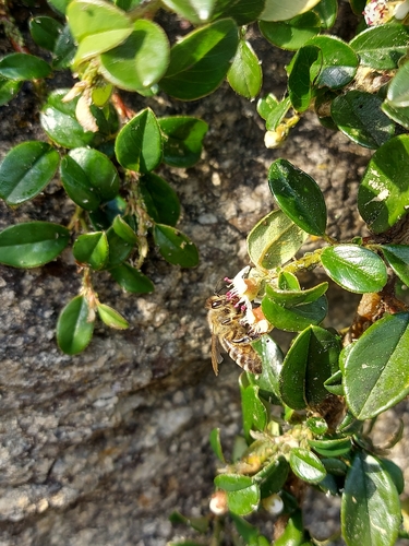 Western Honey Bee