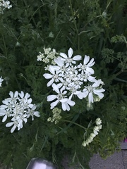 Dimorphotheca ecklonis