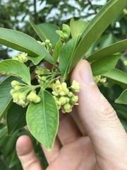 Aquilaria sinensis