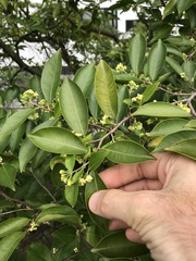 Aquilaria sinensis