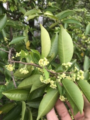 Aquilaria sinensis