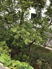 Aquilaria sinensis