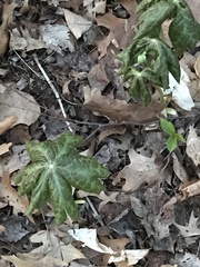 Podophyllum peltatum