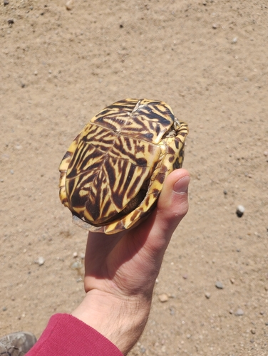Plains Box Turtle