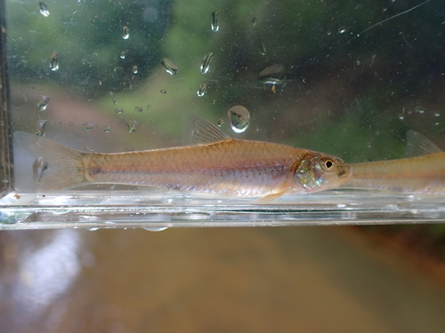 Sabine shiner (Notropis sabinae) — Cyprinidae — 3