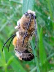 Eucera