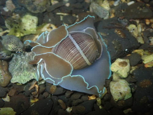 Hydatina zonata observed 2026-05-24