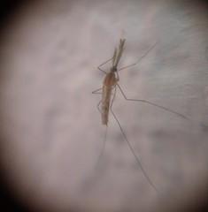 Anopheles freeborni