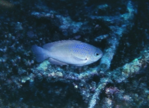 Bluespot damsel (Pomacentrus azuremaculatus) — Pomacentridae — 2