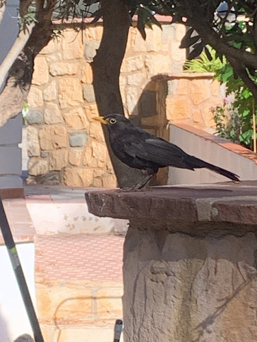 Eurasian Blackbird