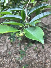 Aquilaria sinensis