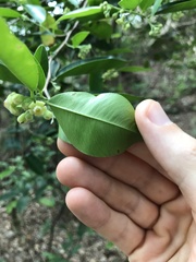 Aquilaria sinensis