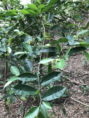 Aquilaria sinensis