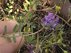 Astragalus didymocarpus