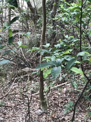 Aquilaria sinensis