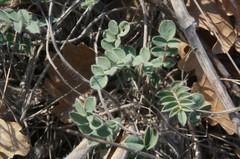 Onobrychis pallasii