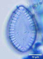 Surirella brebissonii