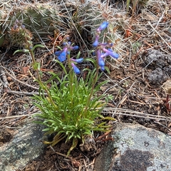 Penstemon aridus, photograph (c) John Brew, some rights reserved (CC BY)