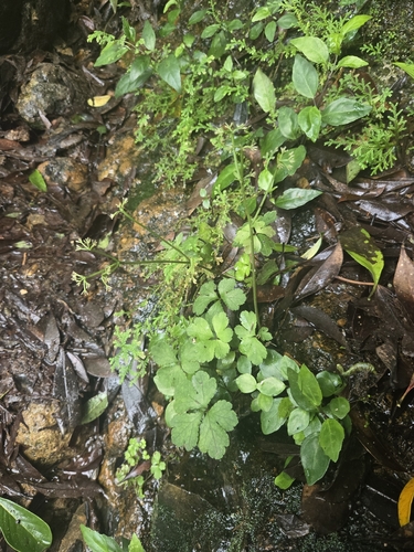 Sanicula lamelligera, 2026-05-24