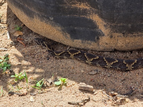 Wagler's Snake