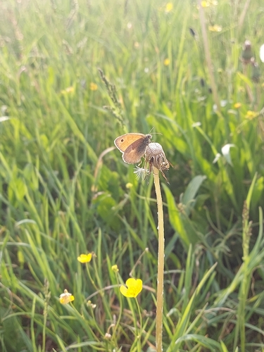 Small Heath