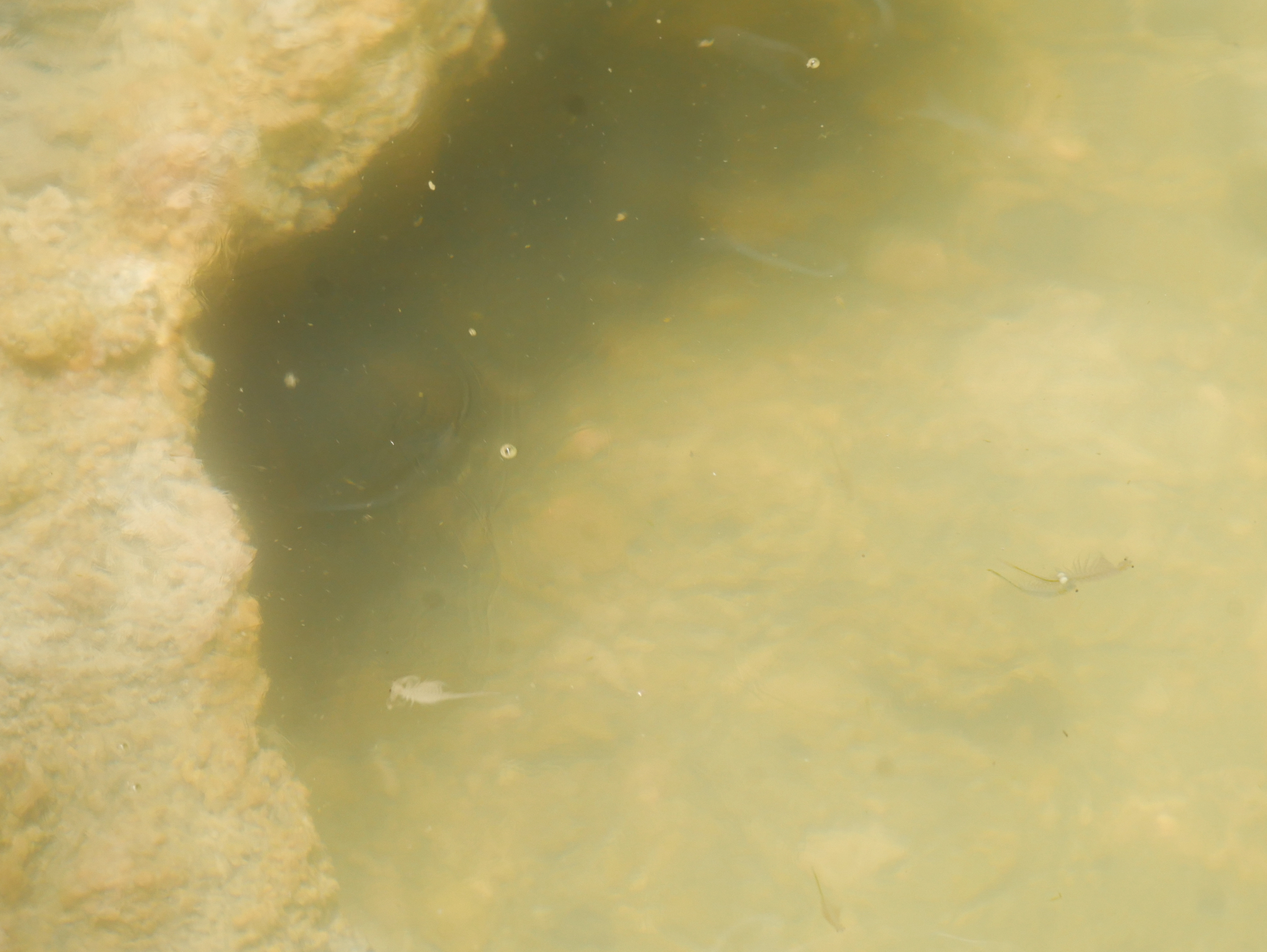 Artemia monica Verrill, 1869