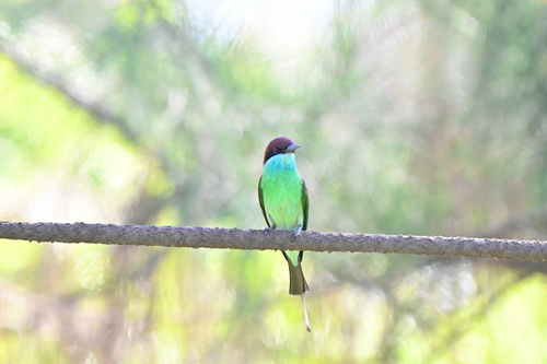 Blue-throated Bee-eater