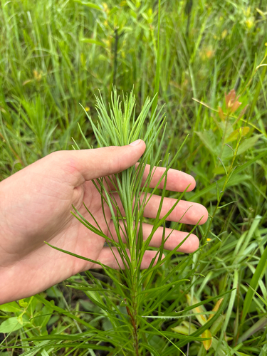 Marsh blazingstar