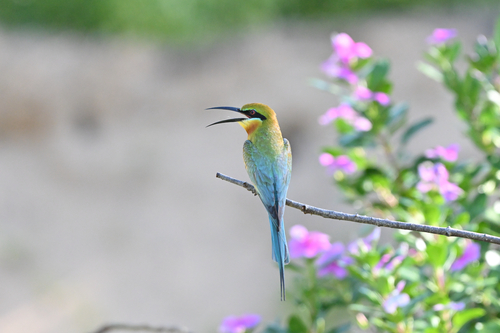 Blue-tailed Bee-eater