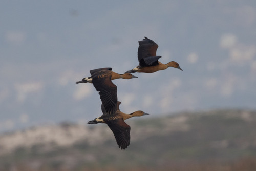 iNaturalist image
